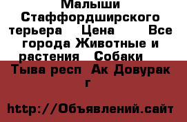 Малыши Стаффордширского терьера  › Цена ­ 1 - Все города Животные и растения » Собаки   . Тыва респ.,Ак-Довурак г.